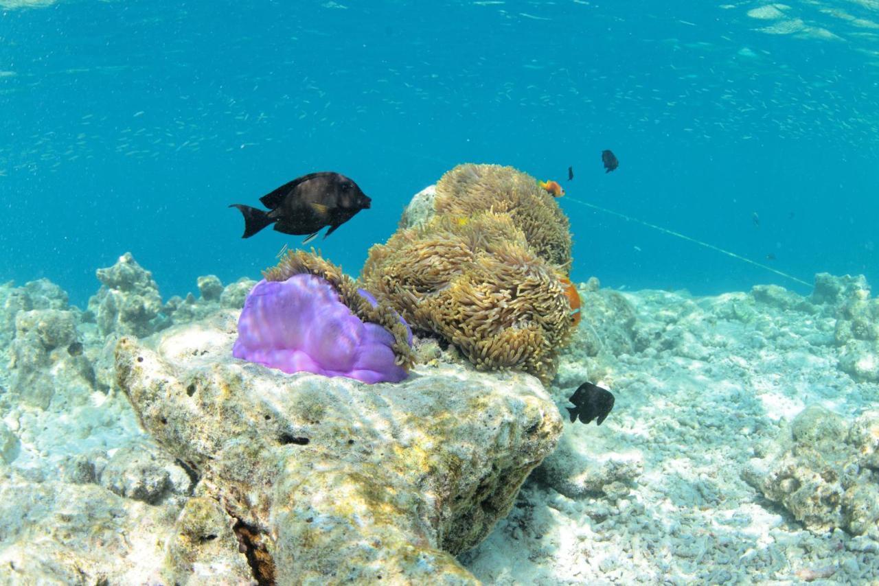 Crystal Sands Maafushi Exterior foto
